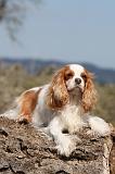 CAVALIER KING CHARLES 155